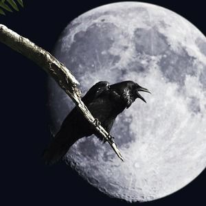 Meet your Posher, Joyce